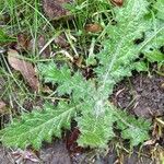 Carduus litigiosus Yaprak