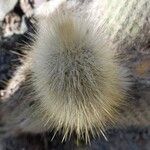 Cleistocactus hyalacanthus Inny