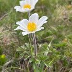 Pulsatilla scherfelii Flower