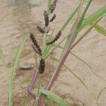 Echinochloa colona Other