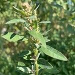 Chenopodium album Folha