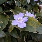 Thunbergia grandiflora Kvet