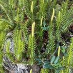 Lycopodium annotinumBlomst