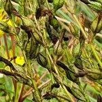 Hypericum annulatum Owoc