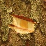 Pericopsis elata Corteccia
