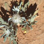 Centaurea eriophora অভ্যাস