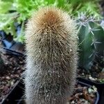 Cleistocactus variispinus Celota