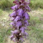 Himantoglossum robertianum Fula