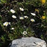 Leucanthemum halleri