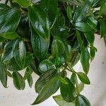 Peperomia serpens Lapas