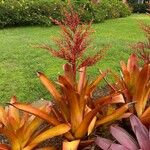 Aechmea blanchetiana Leaf