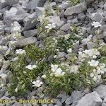 Cerastium carinthiacum Habit