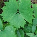 Achlys triphylla Leaf