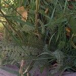 Achillea nobilis Blad