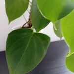 Philodendron hederaceumList