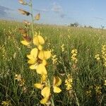 Crotalaria brevidens Hábito
