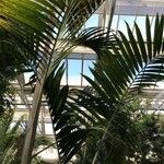 Dypsis pembana Yeri