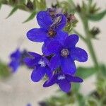 Anchusa officinalis Квітка