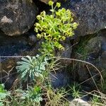 Euphorbia characiasFlor