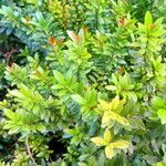 Eugenia mattosii Hoja