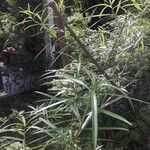 Thevetia neriifolia Hoja