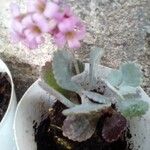 Kalanchoe pumila叶