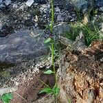 Phyteuma ovatum 樹皮