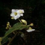 Lycianthes luteynii Flower