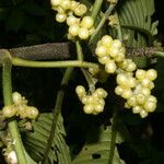 Notopleura capacifolia Fruto