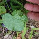 Malva tournefortianaLapas