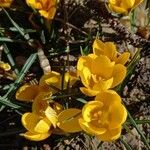 Crocus chrysanthus Fiore