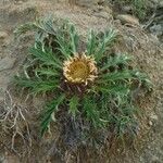 Carlina acanthifolia Bloem