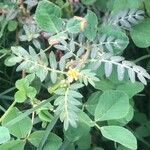 Tribulus terrestris Leaf