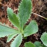 Primula marginata पत्ता