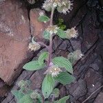 Phacelia heterophylla عادت