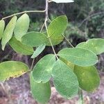 Commiphora mollis Frunză