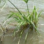 Cyperus alopecuroides Folha