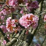 Prunus sargentii Blodyn