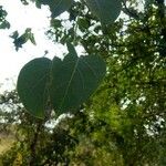 Wattakaka volubilis Leaf