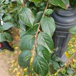 Cotoneaster acutifolius Yaprak