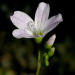 Montia parvifolia പുഷ്പം