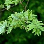 Sorbus domestica برگ