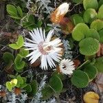 Helichrysum milfordiae Flower