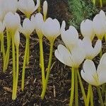 Colchicum speciosum Облик