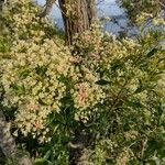 Ceratopetalum gummiferum Hábito