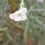 Gomphostigma virgatum Flower