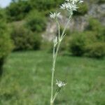 Minuartia glomerata Flor