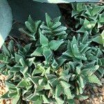 Faucaria tigrina Vivejo