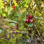 Vaccinium vitis-idaea Fruit