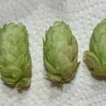 Humulus lupulus 果